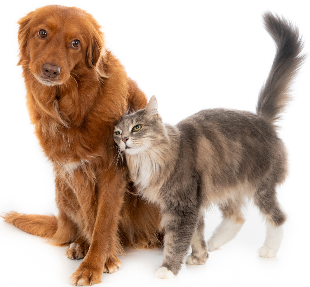 A decorative image of a cat and a dog